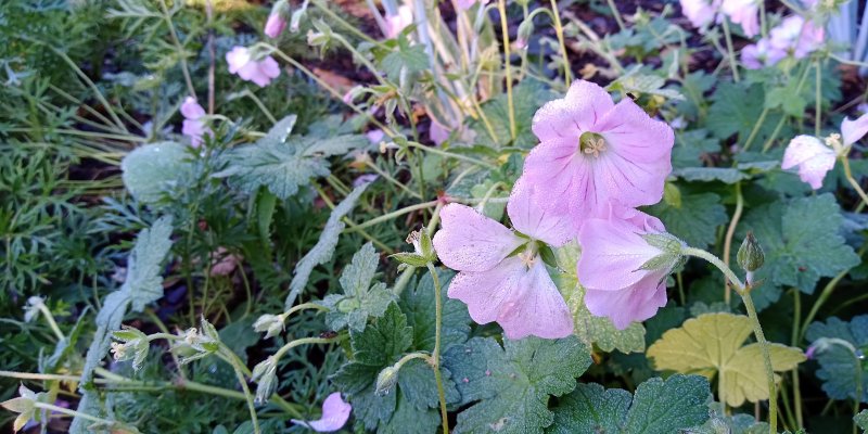 Geranium hybride 'Dreamland' Kurereha